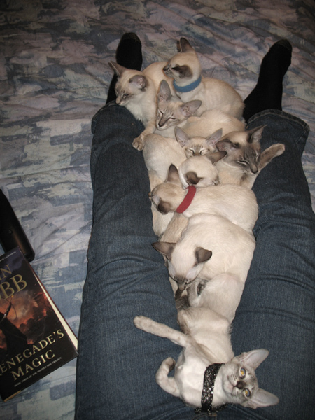 Many Kittens