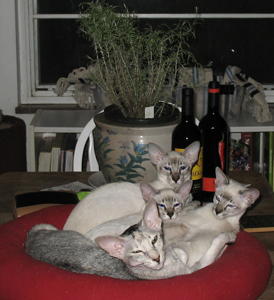 Ajna with assorted kittens
