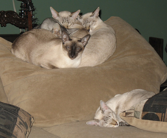 pointed cats