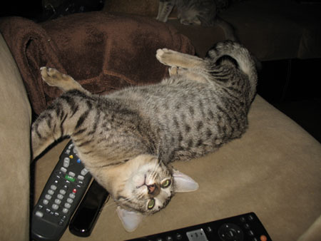 spotted kitten