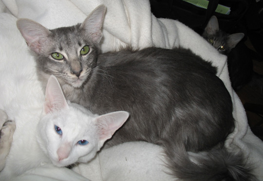 kittens